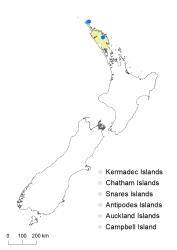 Blechnum neohollandicum distribution map based on databased records at AK, CHR & WELT.
 Image: K.Boardman © Landcare Research 2020 CC BY 4.0